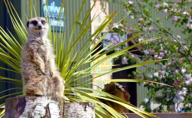 A meerkat at the Yorkshire Wildlife Park in Doncaster, Yorkshire.