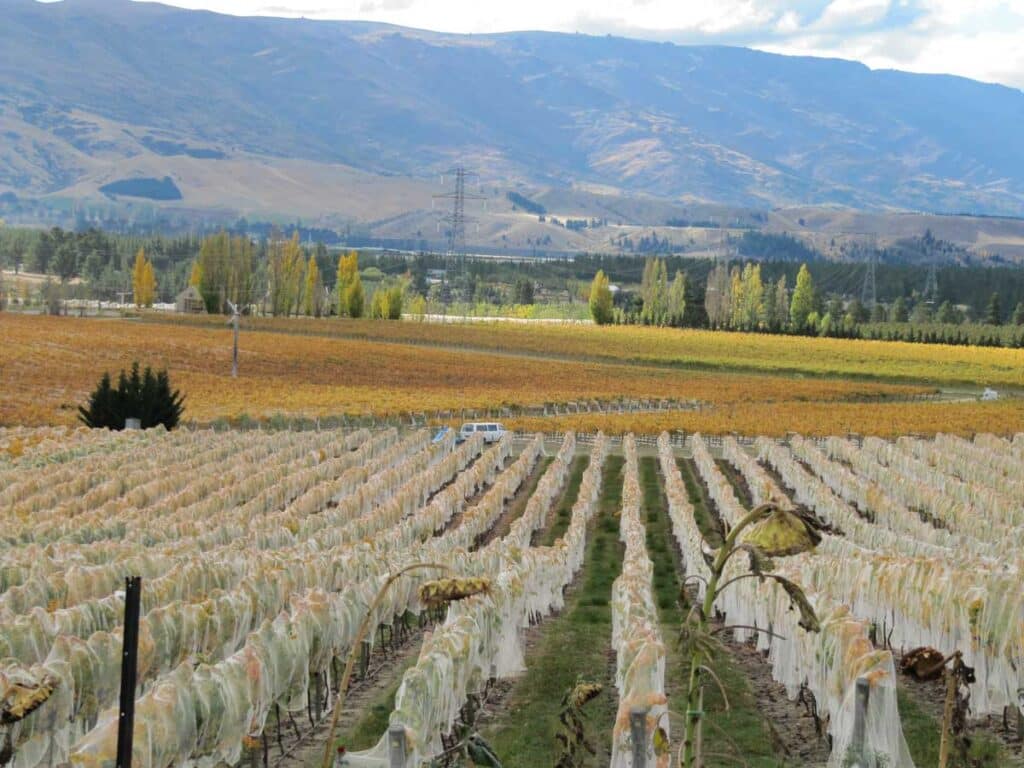 Vineyard in Central Otago, New Zealand.