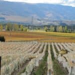 Vineyard in Central Otago, New Zealand.