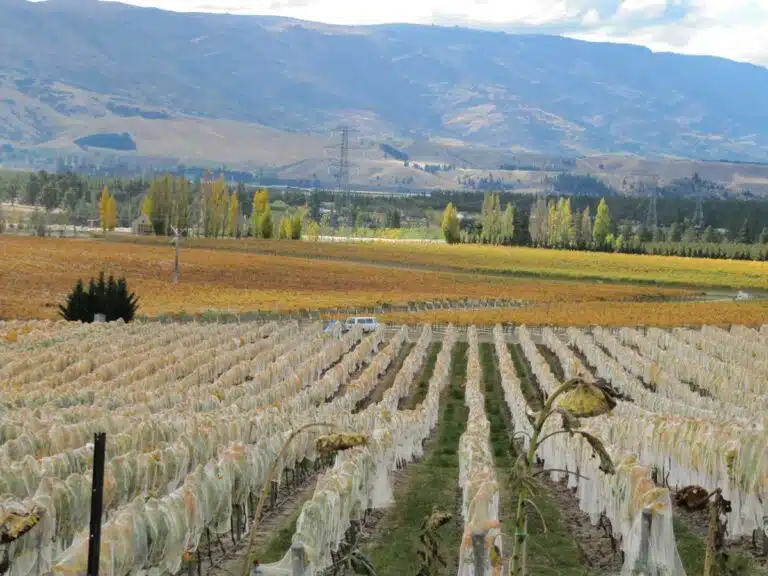 Vineyard in Central Otago, New Zealand.