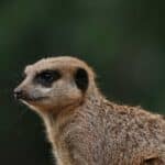 A meerkat at Chester Zoo.