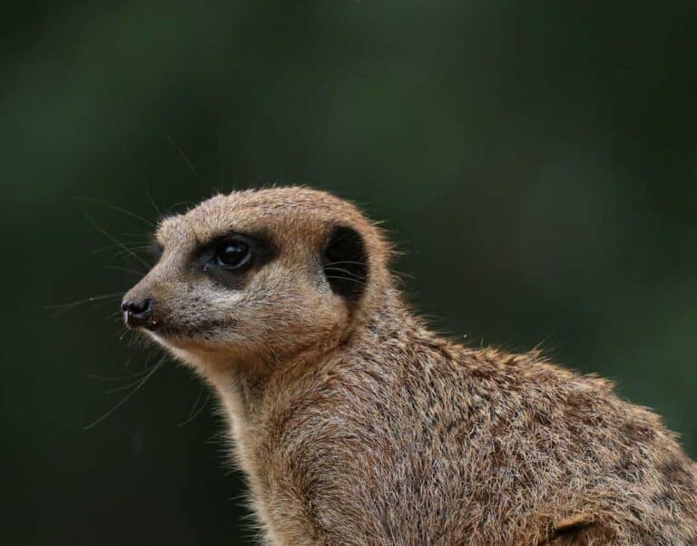 A meerkat at Chester Zoo.