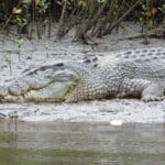 A crocodile sunbathing on the Daintree River, Queensland.