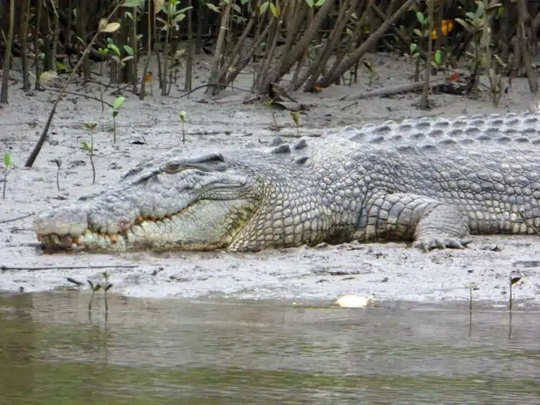 A crocodile sunbathing on the Daintree River, Queensland.