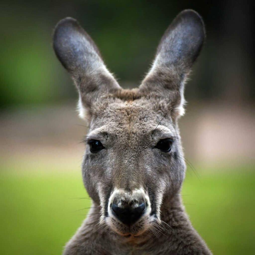A kangaroo at the Healesville Sanctuary, Victoria, Australia.