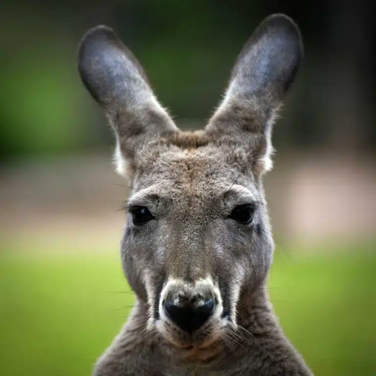 A kangaroo at the Healesville Sanctuary, Victoria, Australia.