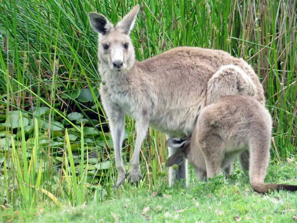 Kangaroos at Anglesea Golf Course on Victoria's Great Ocean Road.