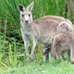 Kangaroos at Anglesea Golf Course on Victoria's Great Ocean Road.