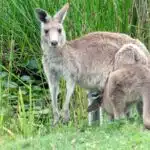 Kangaroos at Anglesea Golf Course on Victoria's Great Ocean Road.