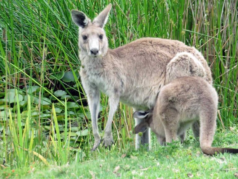 Kangaroos at Anglesea Golf Course on Victoria's Great Ocean Road.