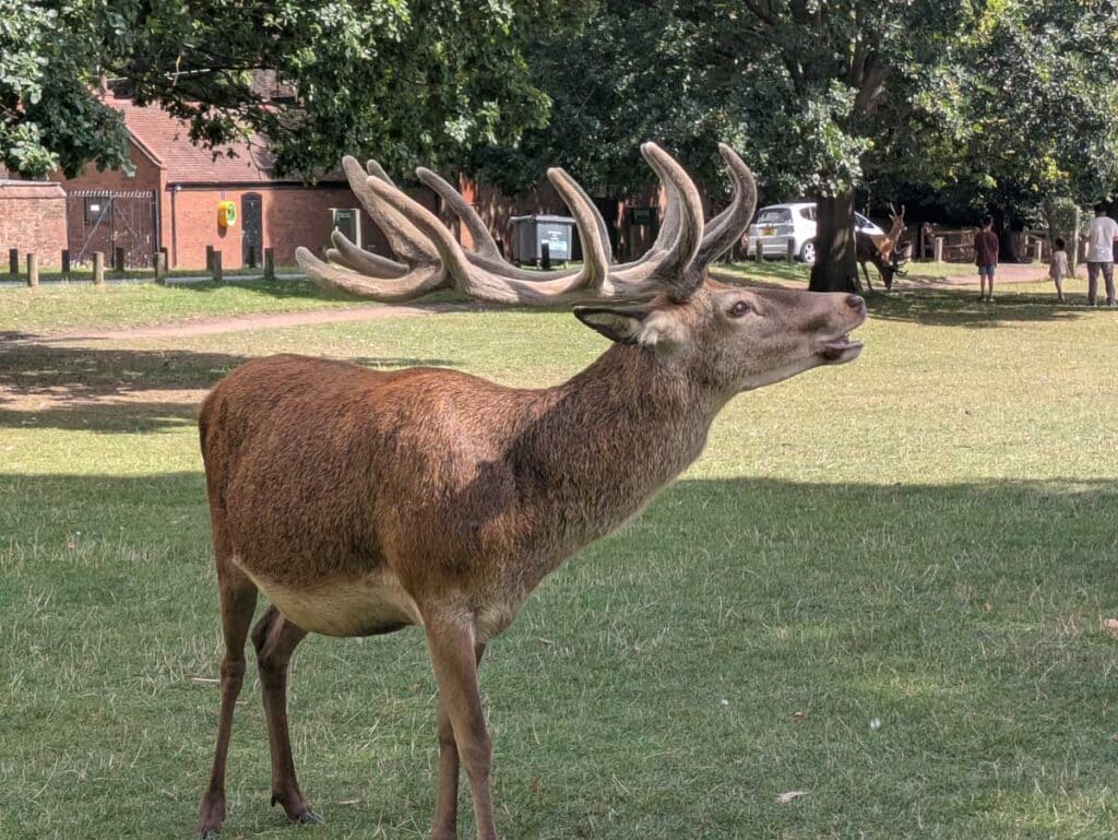 A stag in Wollaton Park, Nottingham.