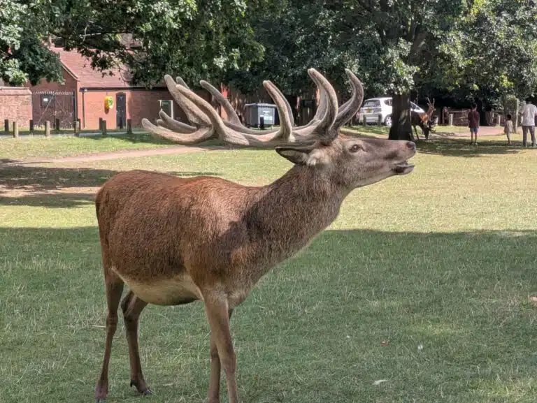 A stag in Wollaton Park, Nottingham.