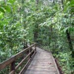 The Jindalba Boardwalk in Daintree National Park, Queensland.