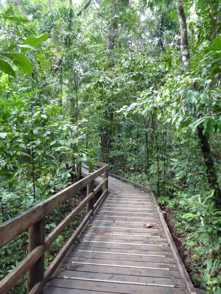The Jindalba Boardwalk in Daintree National Park, Queensland.