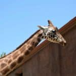 One of the giraffes at Adelaide Zoo, South Australia.