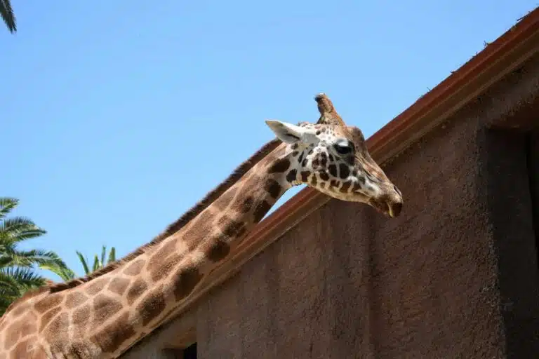 One of the giraffes at Adelaide Zoo, South Australia.