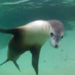 One of the Australian sea lions near Baird Bay, South Australia.