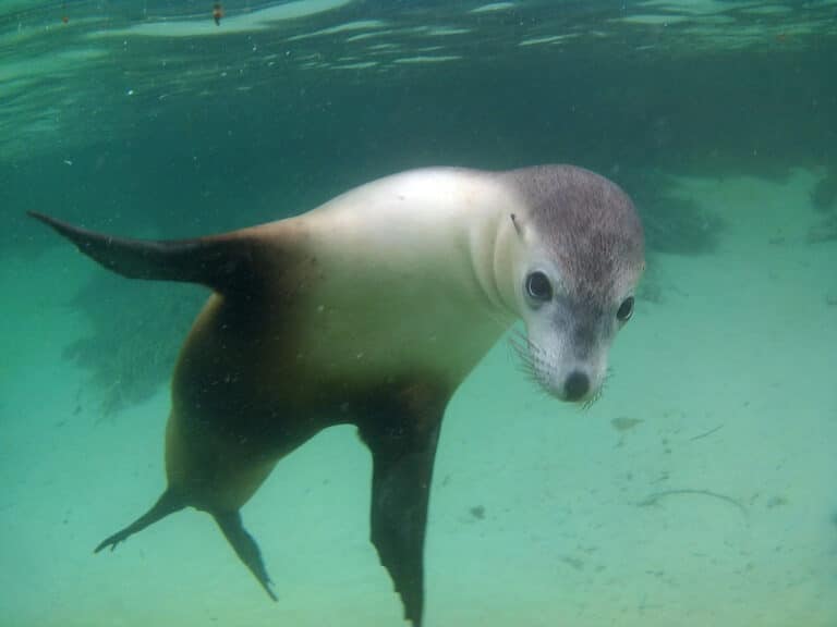 One of the Australian sea lions near Baird Bay, South Australia.