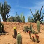 Cacti on display at Cactus Country in Strathmerton, Victoria.