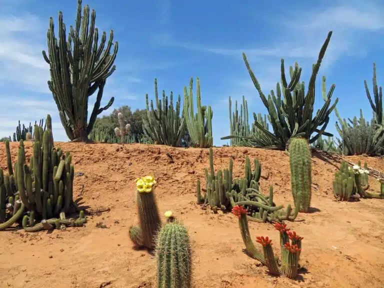 Cacti on display at Cactus Country in Strathmerton, Victoria.
