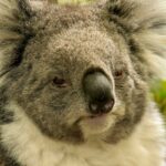 A koala at Cleland Wildlife Park, Adelaide.
