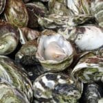 Oysters in Coffin Bay, South Australia.