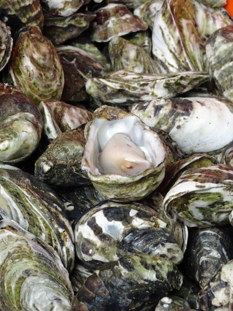 Oysters in Coffin Bay, South Australia.