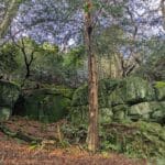 Eridge Rocks Nature Reserve in East Sussex.