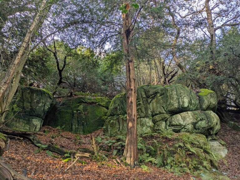 Eridge Rocks Nature Reserve in East Sussex.