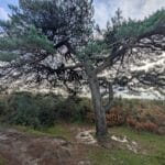 The remaining Heffalump Trap tree in Ashdown Forest, East Sussex.