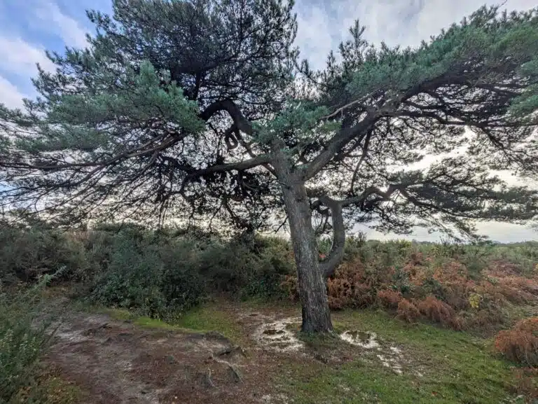 The remaining Heffalump Trap tree in Ashdown Forest, East Sussex.