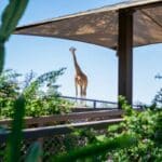 A Masai giraffe at Phoenix Zoo.