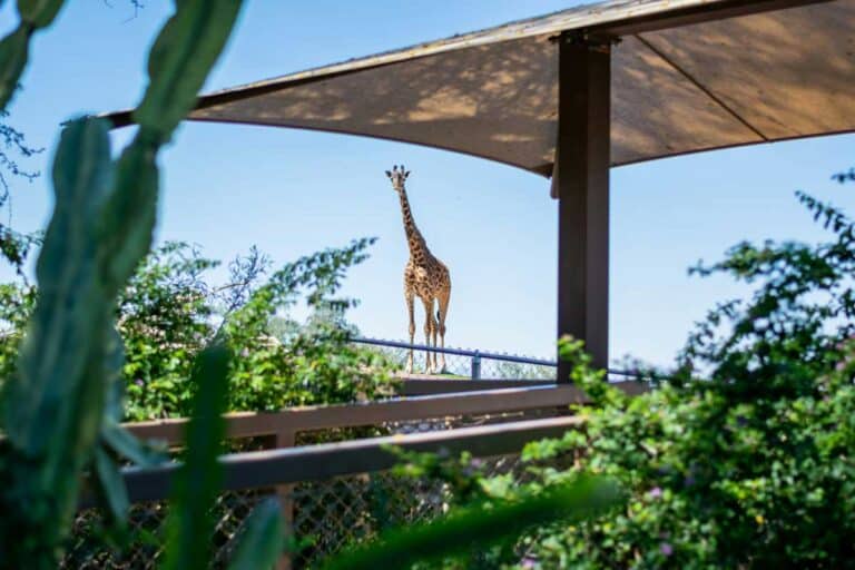A Masai giraffe at Phoenix Zoo.