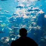 The Steinhart Aquarium in the California Academy of Sciences, San Francisco.