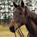 Thoroughbreds are what Kentucky does best.