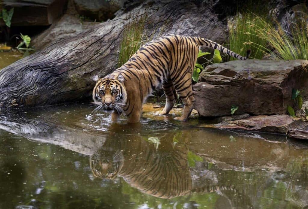 A tiger at Melbourne Zoo in Melbourne, Victoria.
