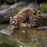 A tiger at Melbourne Zoo in Melbourne, Victoria.