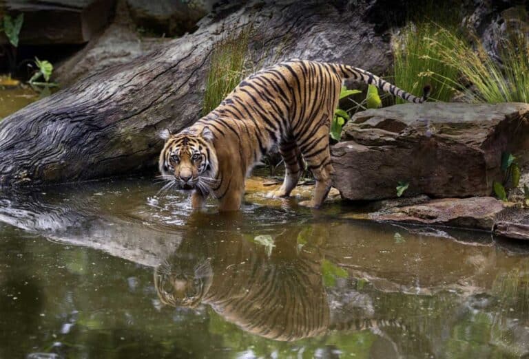 A tiger at Melbourne Zoo in Melbourne, Victoria.