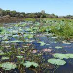 The Corroboree Billabong in the Northern Territory's Top End.