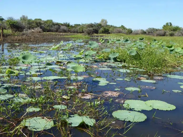 The Corroboree Billabong in the Northern Territory's Top End.
