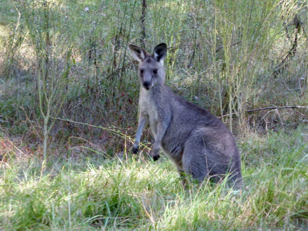 An eastern grey kangaroo at the Euroka Campground in the Glenbrook section of Blue Mountains National Park, New South Wales.