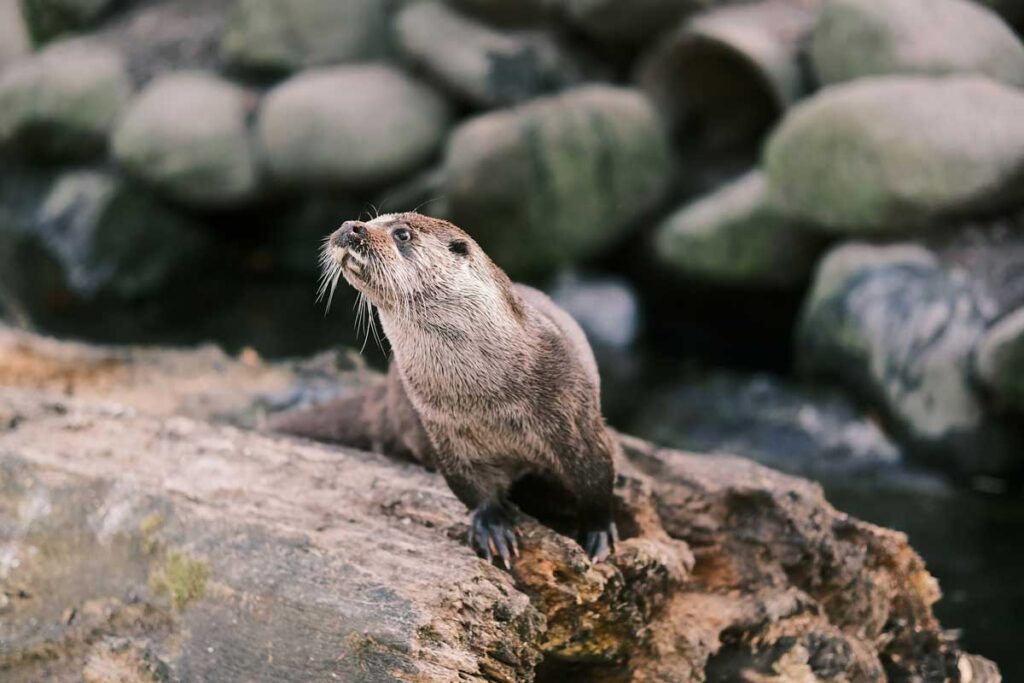 A Eurasian otter at the Innsbruck Alpine Zoo.