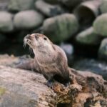 A Eurasian otter at the Innsbruck Alpine Zoo.
