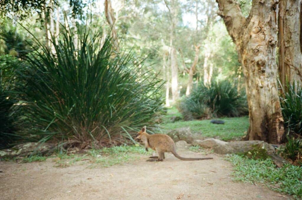 Marsupial action at Ballarat Wildlife Park in Ballarat, Victoria.