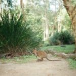 Marsupial action at Ballarat Wildlife Park in Ballarat, Victoria.