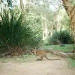 Marsupial action at Ballarat Wildlife Park in Ballarat, Victoria.