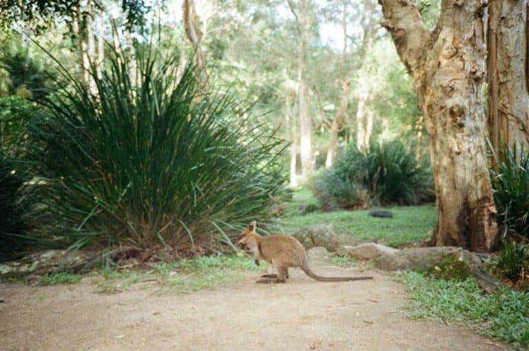Marsupial action at Ballarat Wildlife Park in Ballarat, Victoria.