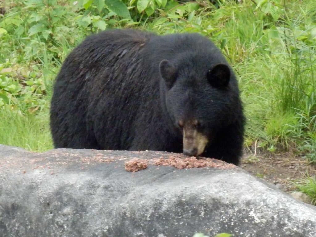 A black bear in Duchesnay Forest near Quebec City, Canada.