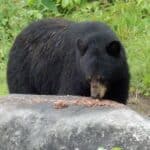 A black bear in Duchesnay Forest near Quebec City, Canada.