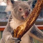 A koala at Lone Pine Koala Sanctuary in Brisbane, Queensland.